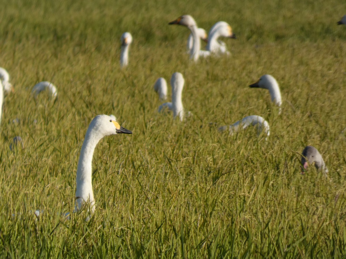 小天鵝 - ML646679987