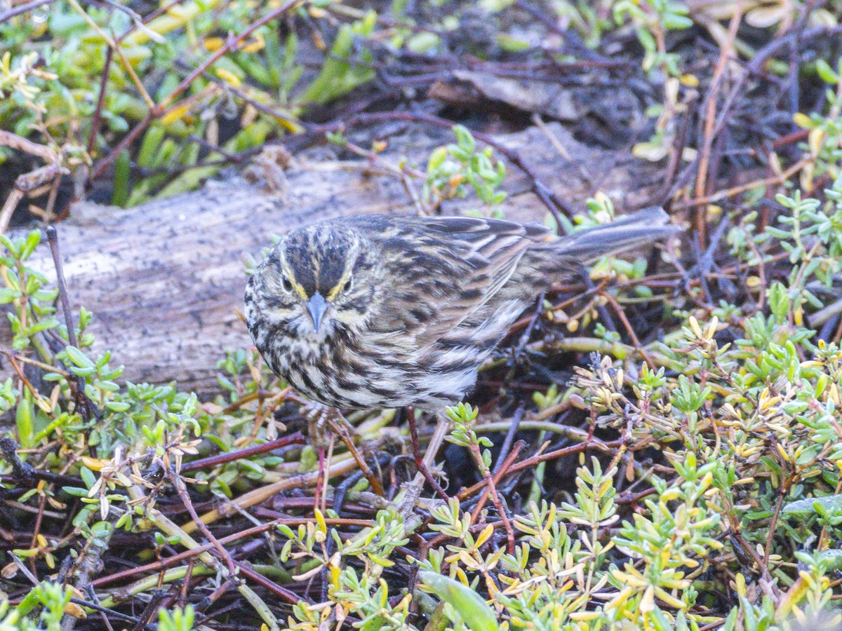 Savannah Sparrow (Belding's) - ML646679988