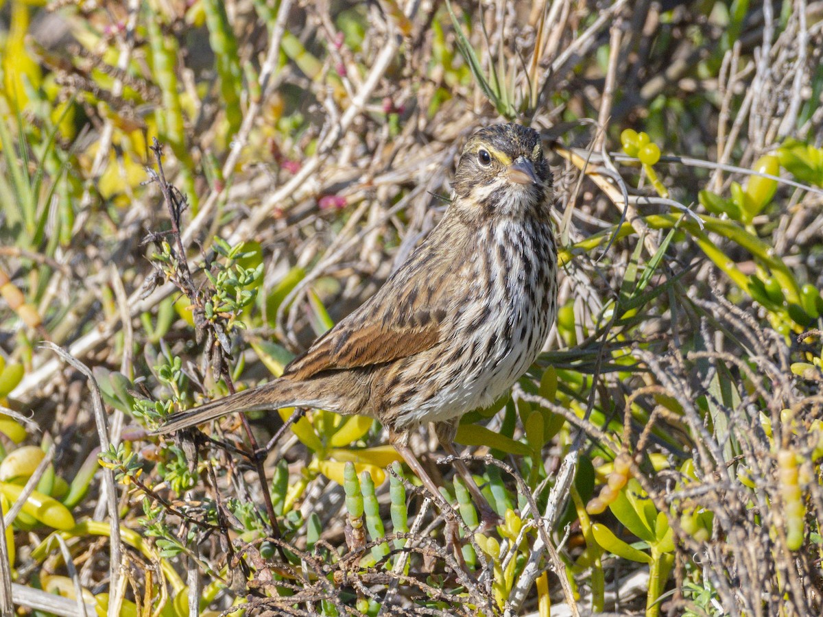Savannah Sparrow (Belding's) - ML646679989
