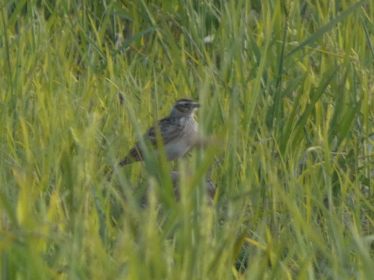 歐亞雲雀 - ML646679990