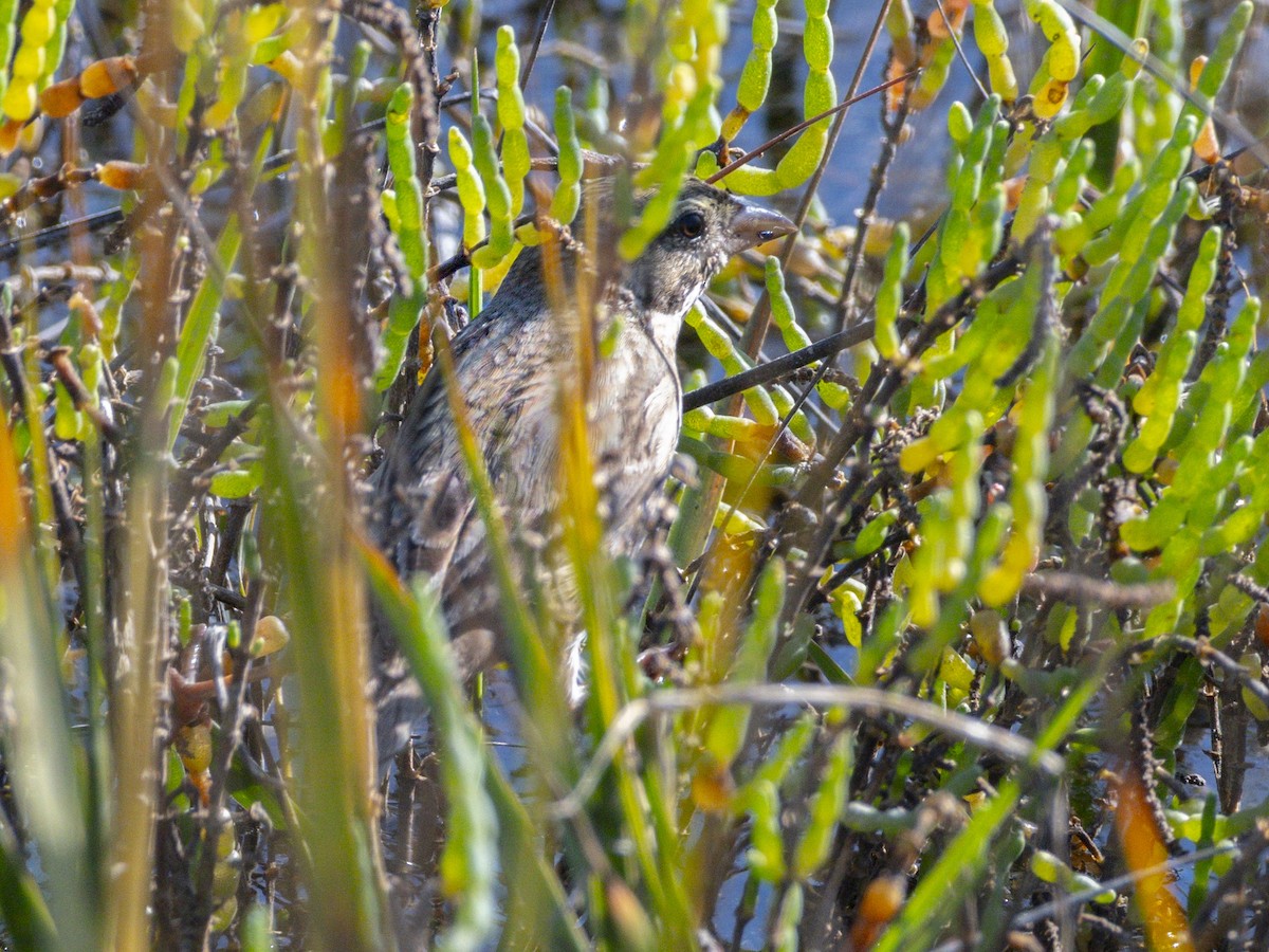 Savannah Sparrow (Large-billed) - ML646679991
