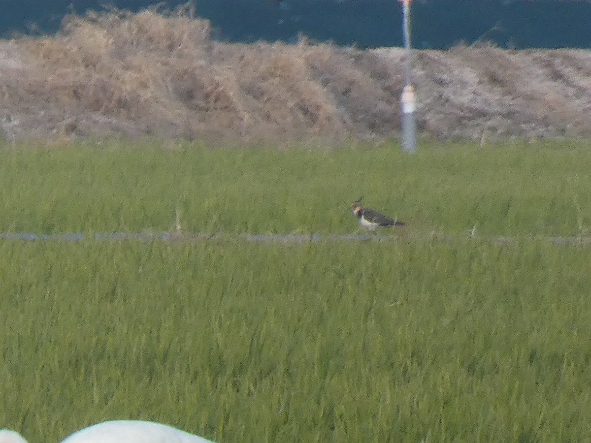 小辮鴴 - ML646679992