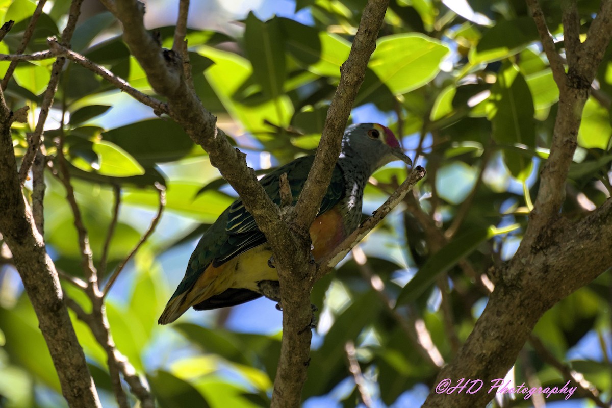 Rose-crowned Fruit-Dove - ML646679994