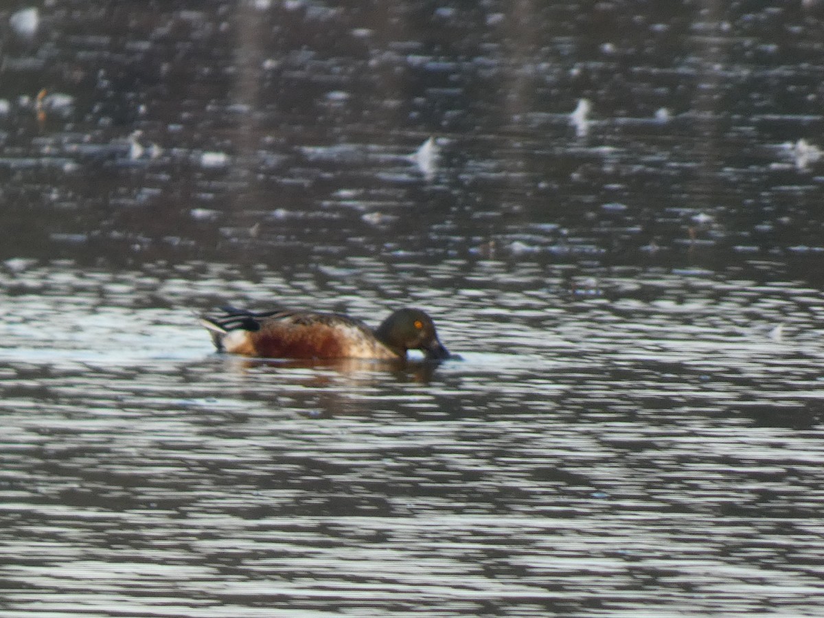 Northern Shoveler - ML646679995