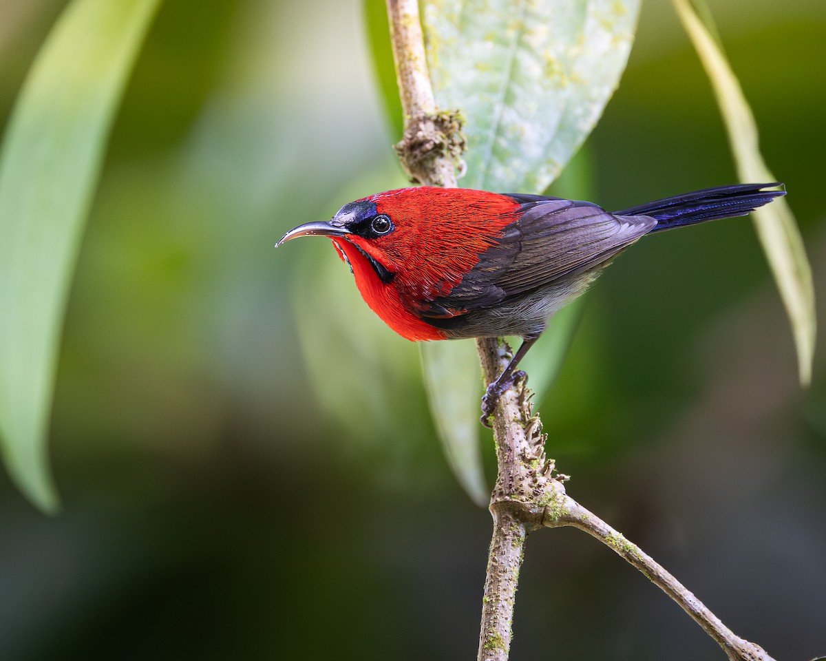 Crimson Sunbird - ML646679996