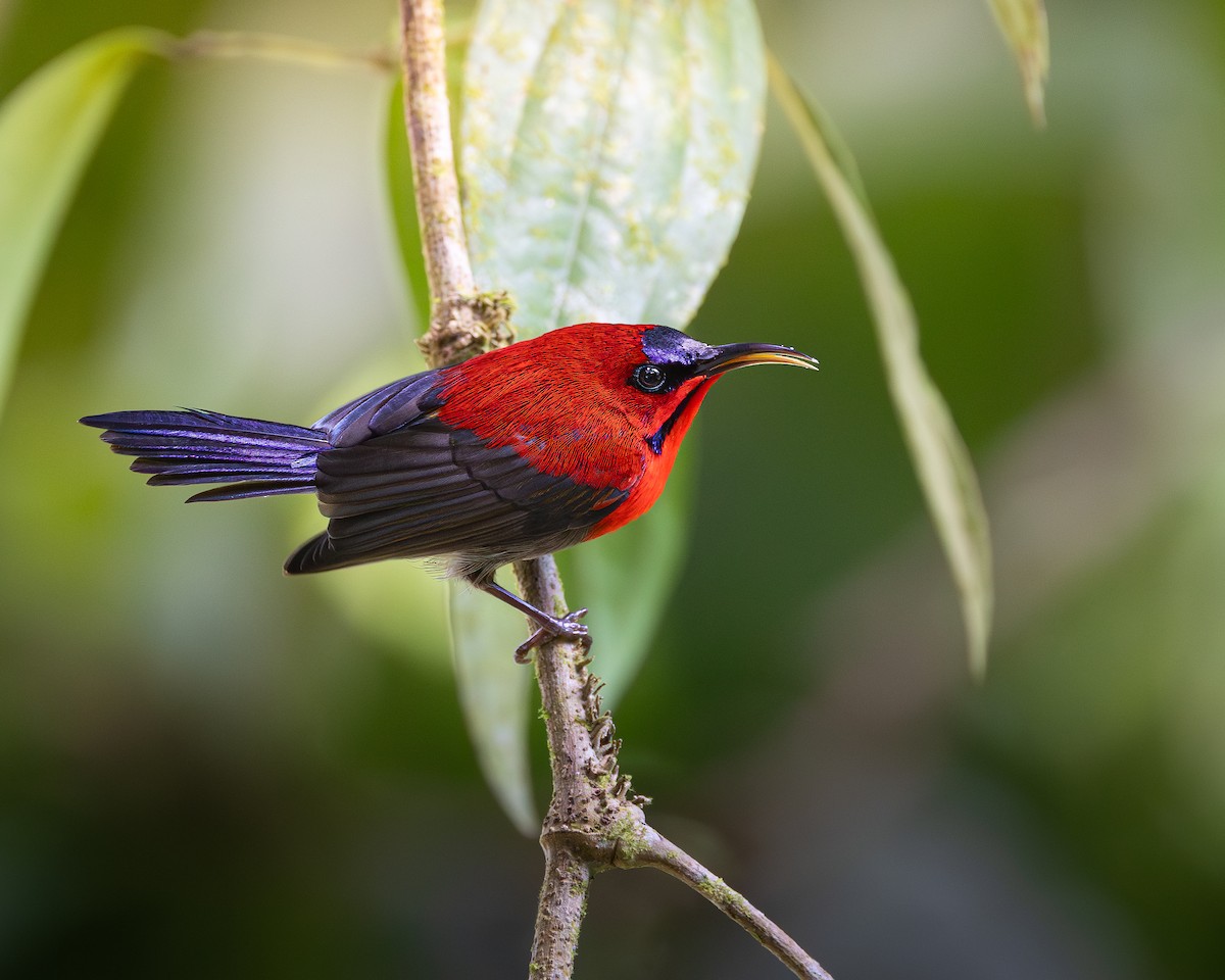 Crimson Sunbird - ML646679997