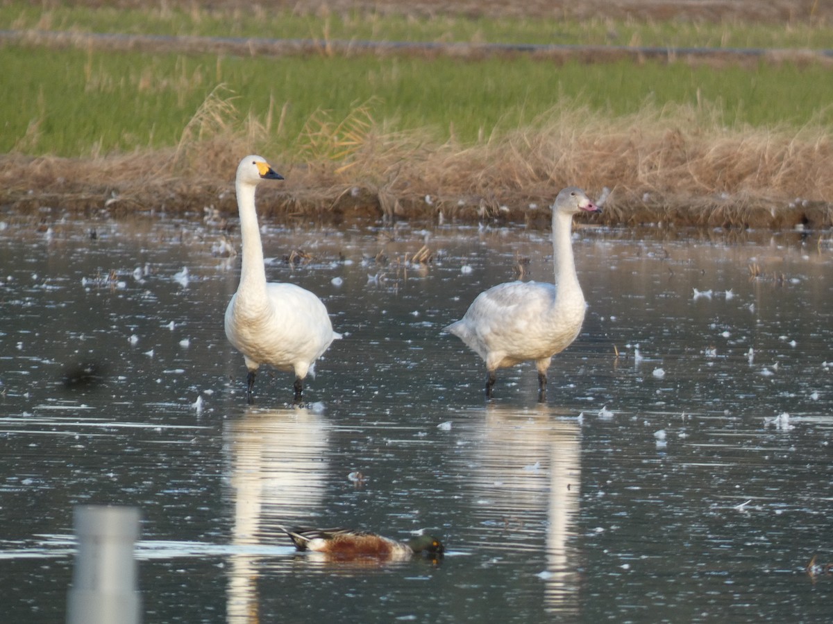 Tundra Swan - ML646679998