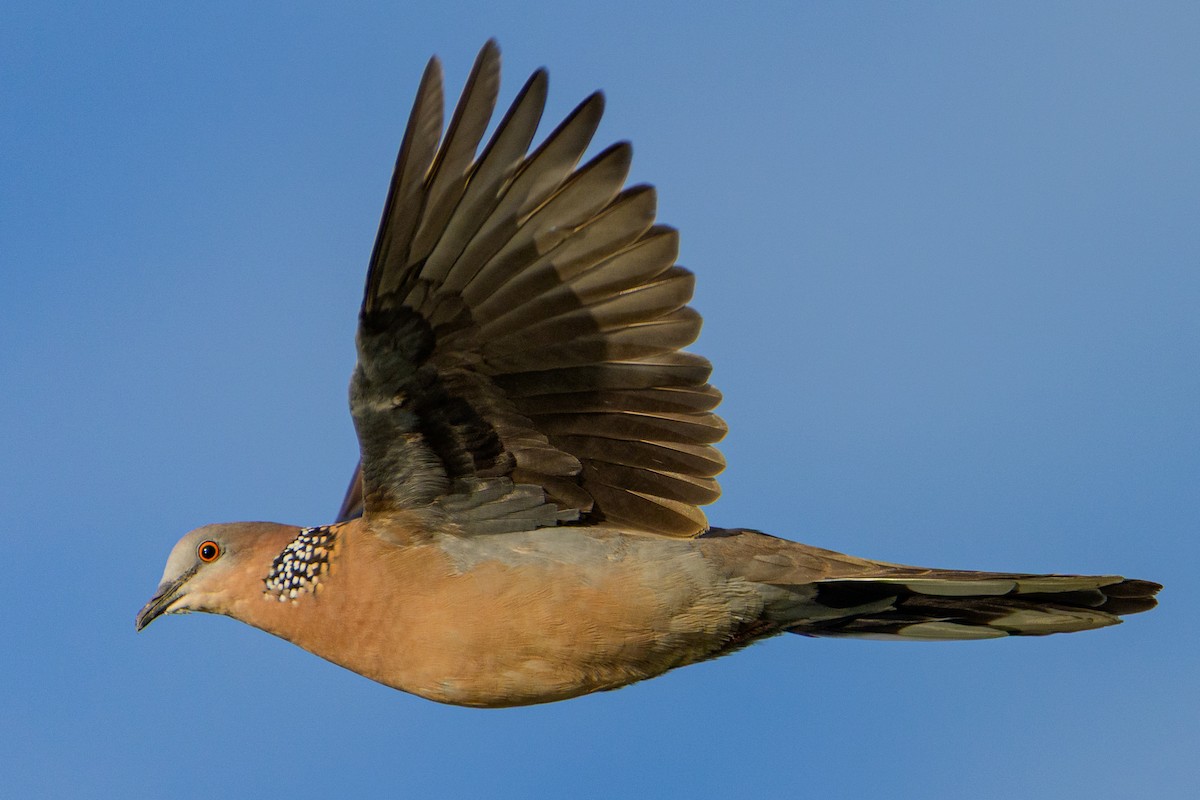 Spotted Dove - ML646679999