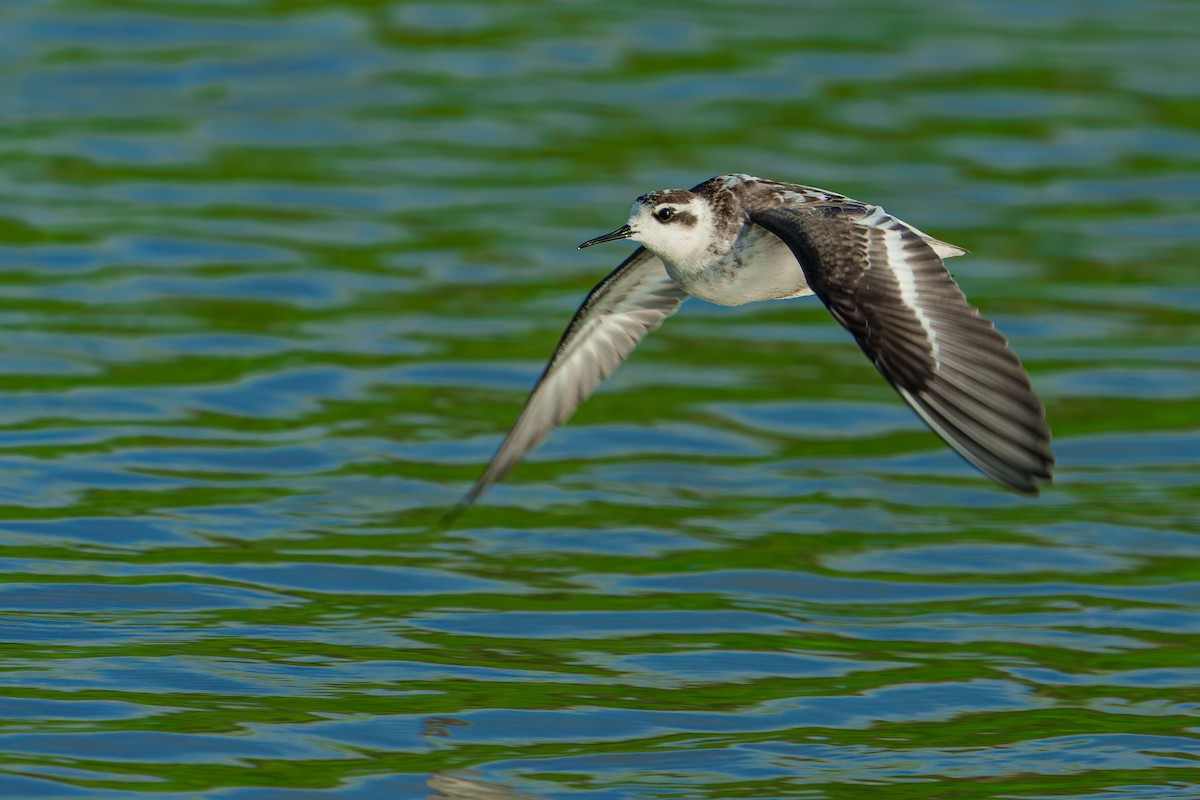 Red-necked Phalarope - ML646680001
