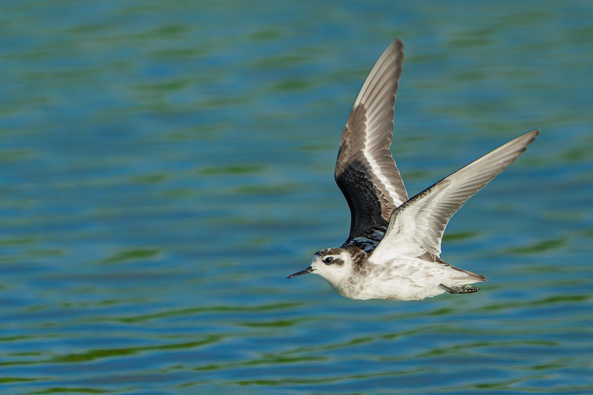 Red-necked Phalarope - ML646680002