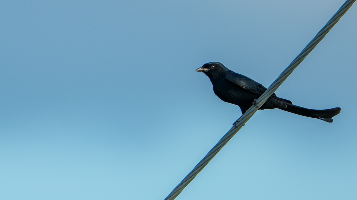 Black Drongo - ML646680003