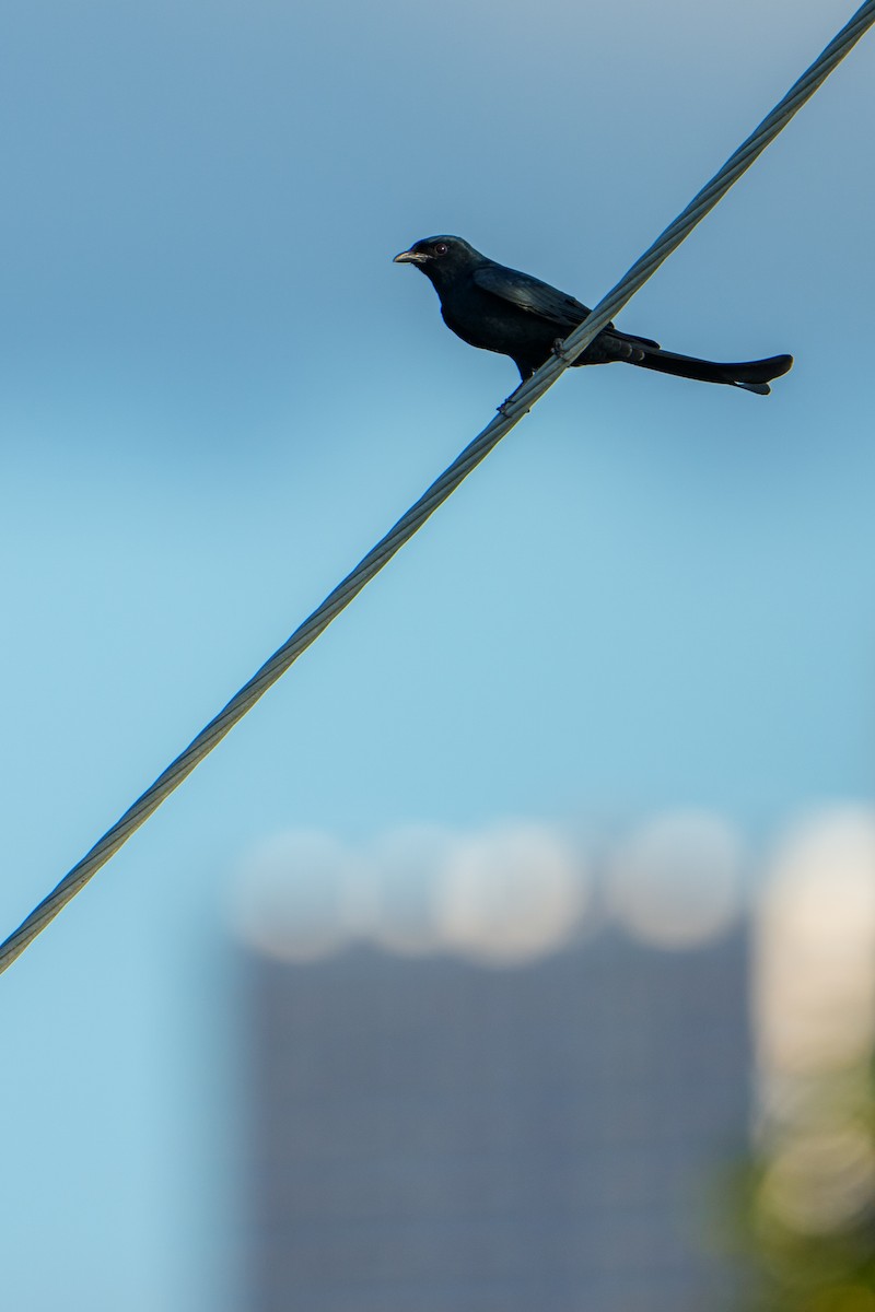 Black Drongo - ML646680004