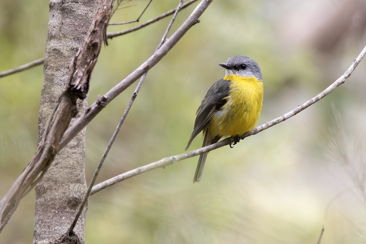 Eastern Yellow Robin - ML646680005