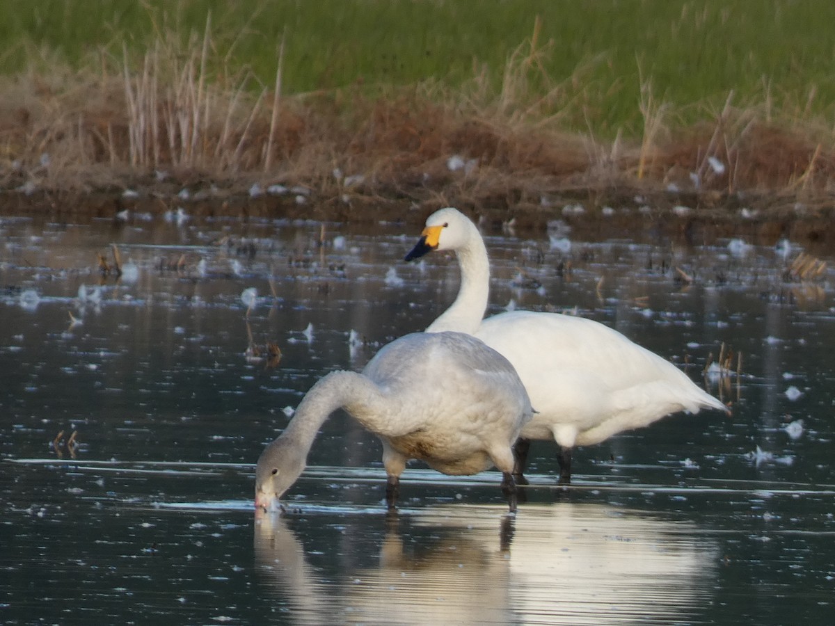 Tundra Swan - ML646680006