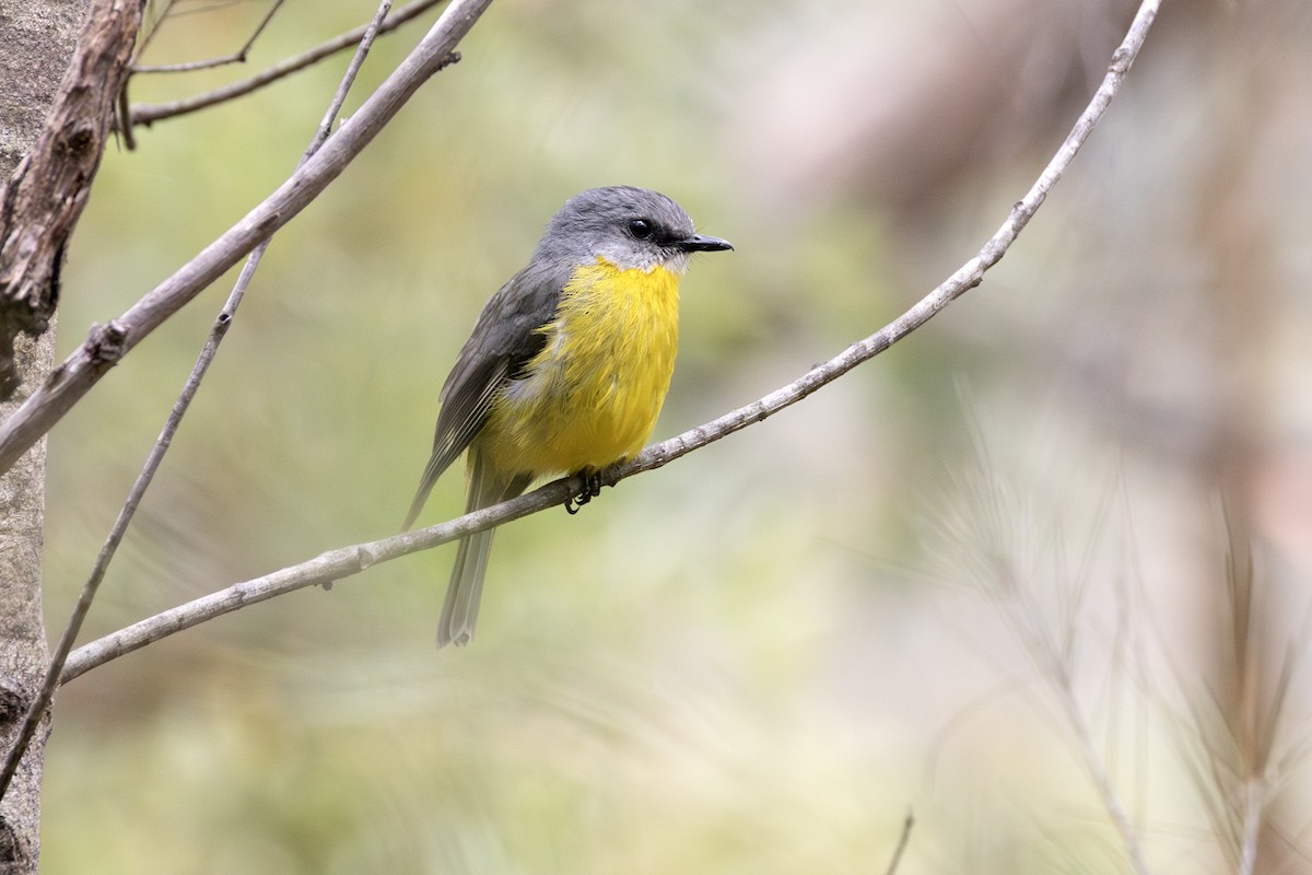 Eastern Yellow Robin - ML646680007