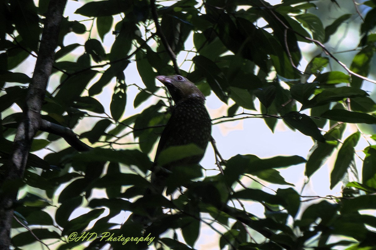 Green Catbird - ML646680008