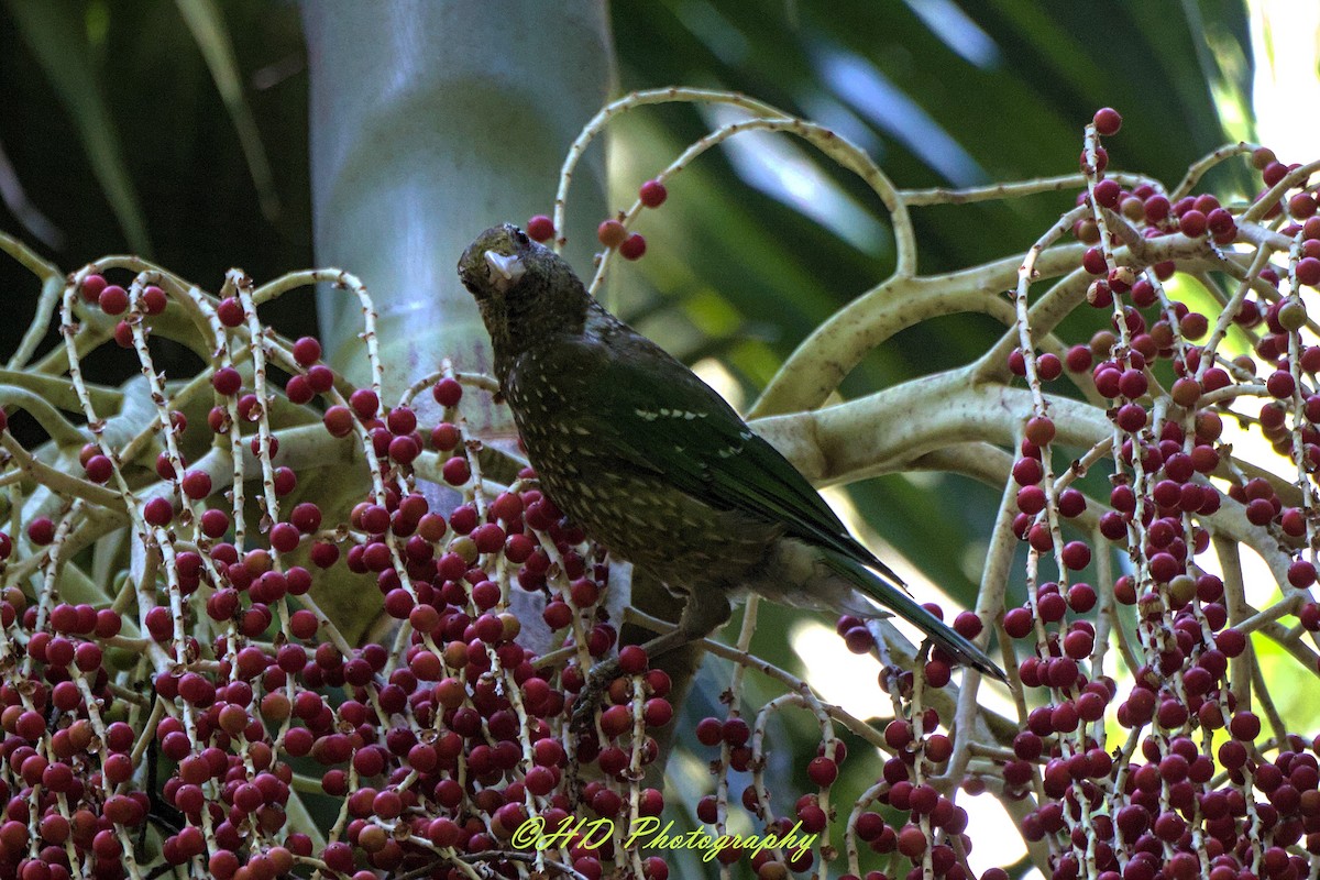 Green Catbird - ML646680009