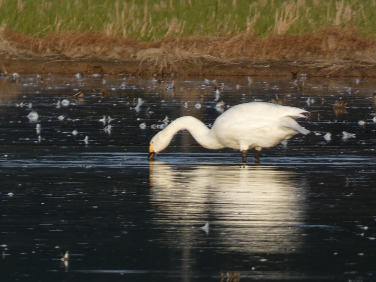 Tundra Swan - ML646680010