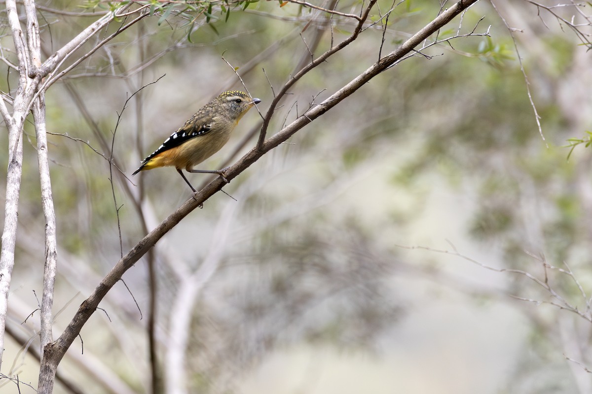 Spotted Pardalote - ML646680011