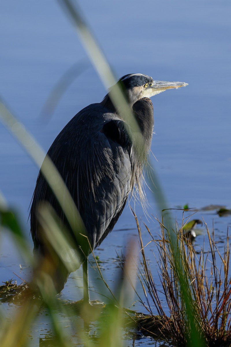 Great Blue Heron - ML646680012