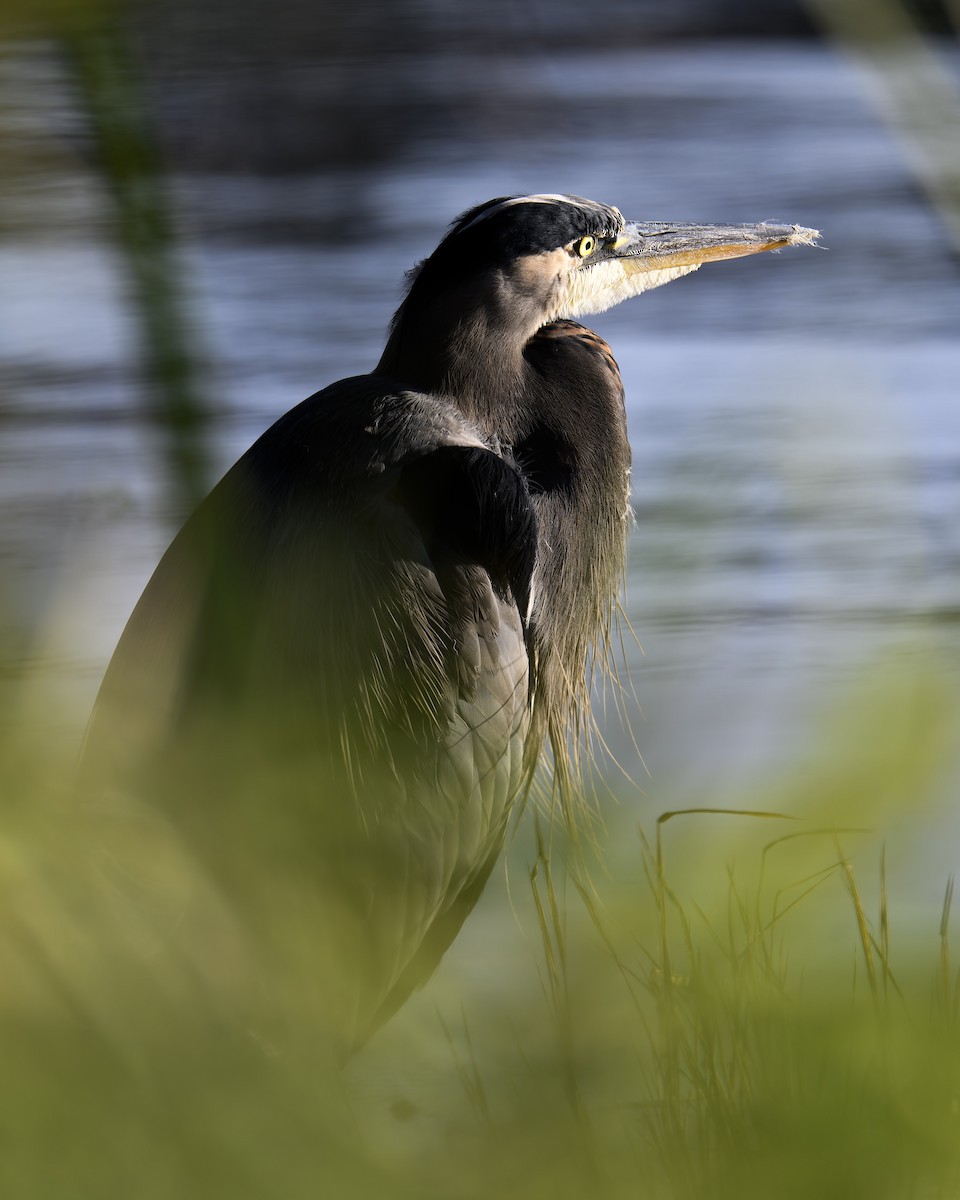 Great Blue Heron - ML646680013