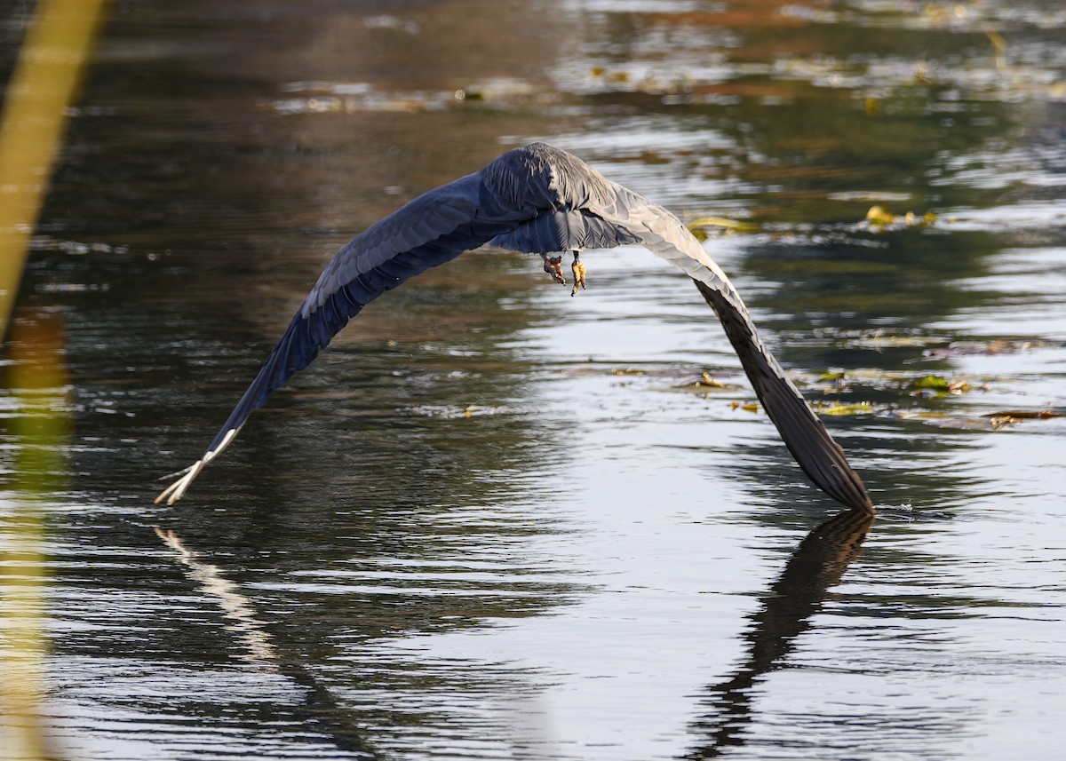 Great Blue Heron - ML646680014