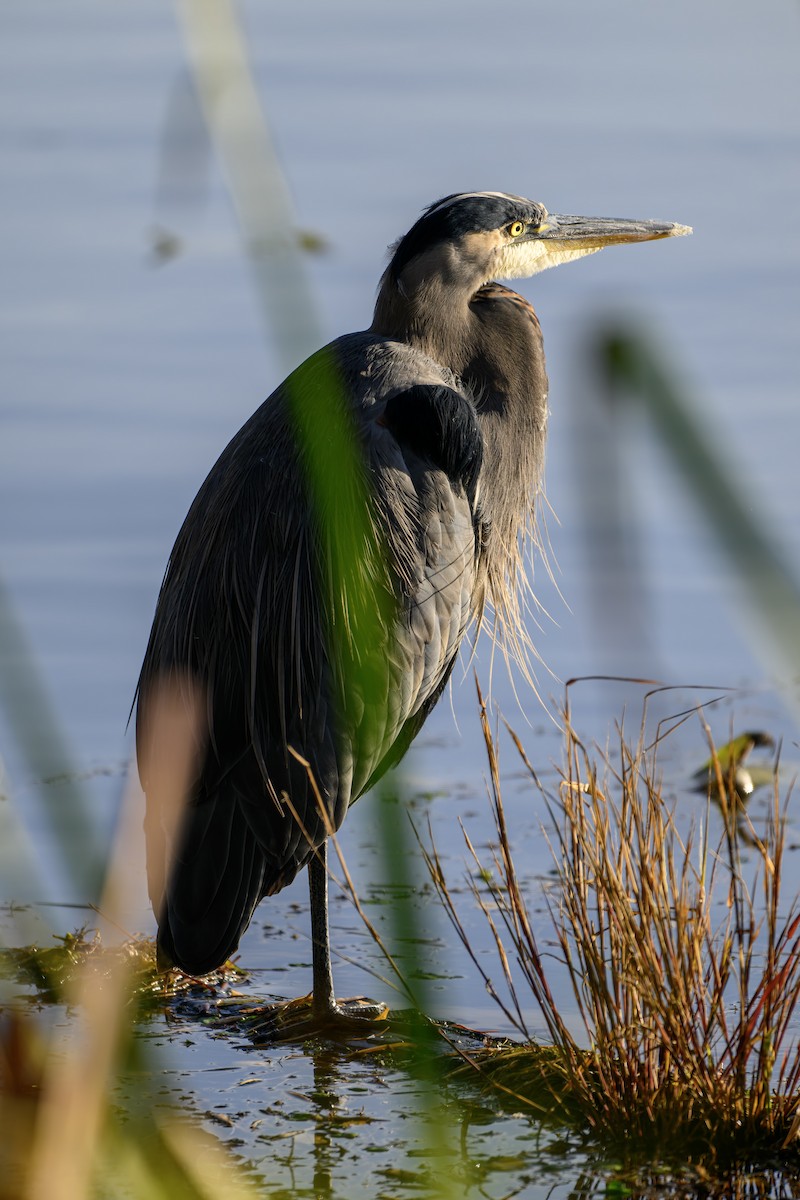 Great Blue Heron - ML646680015