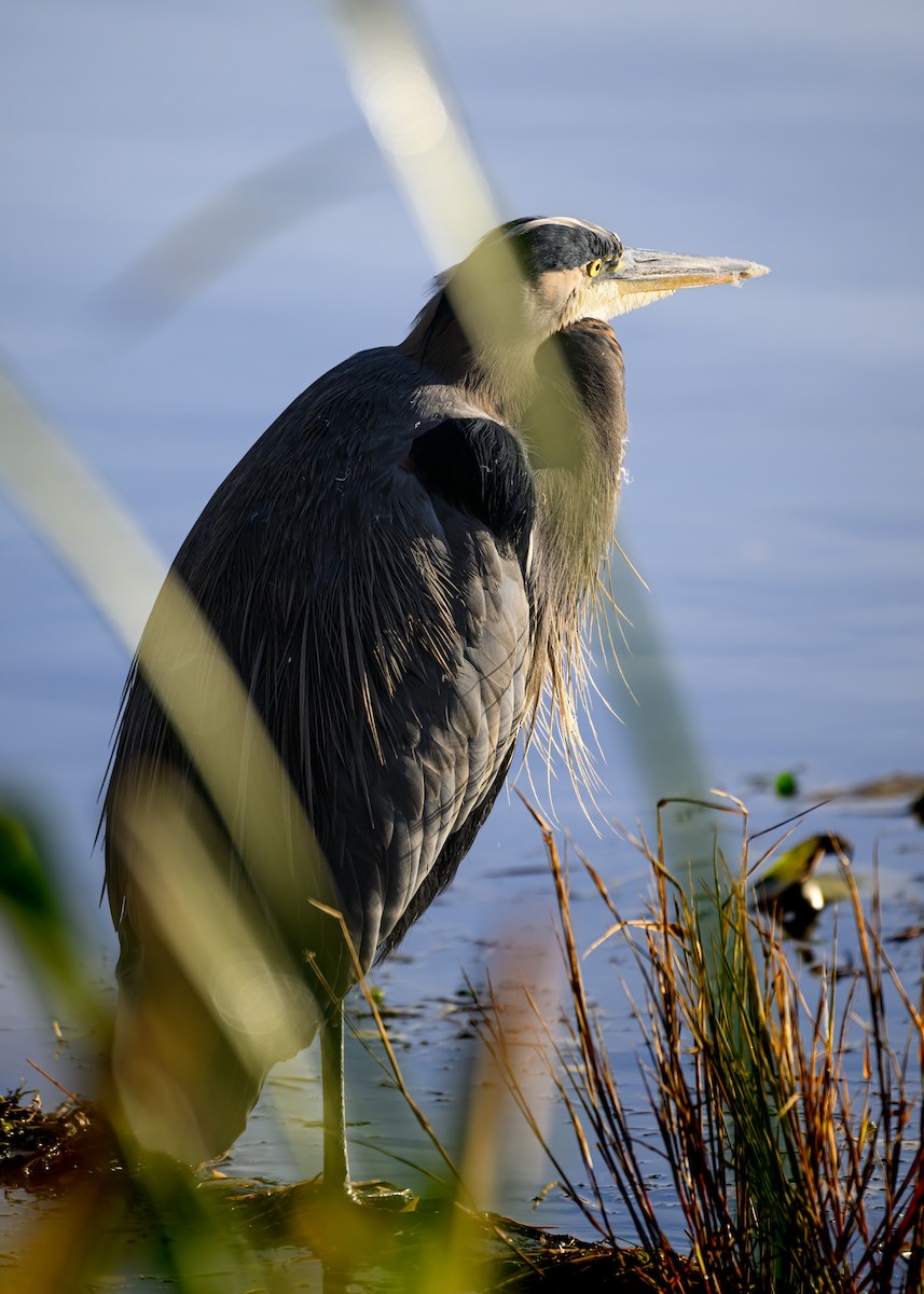 Great Blue Heron - ML646680016