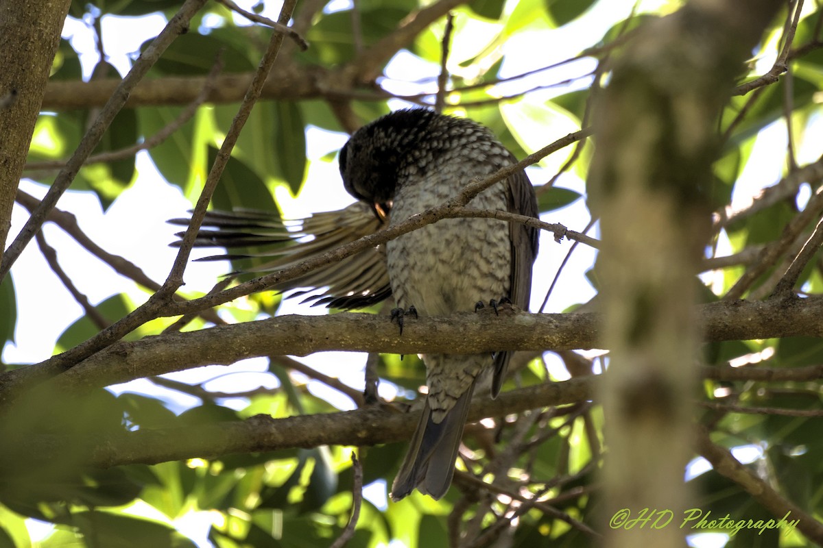 Regent Bowerbird - ML646680018