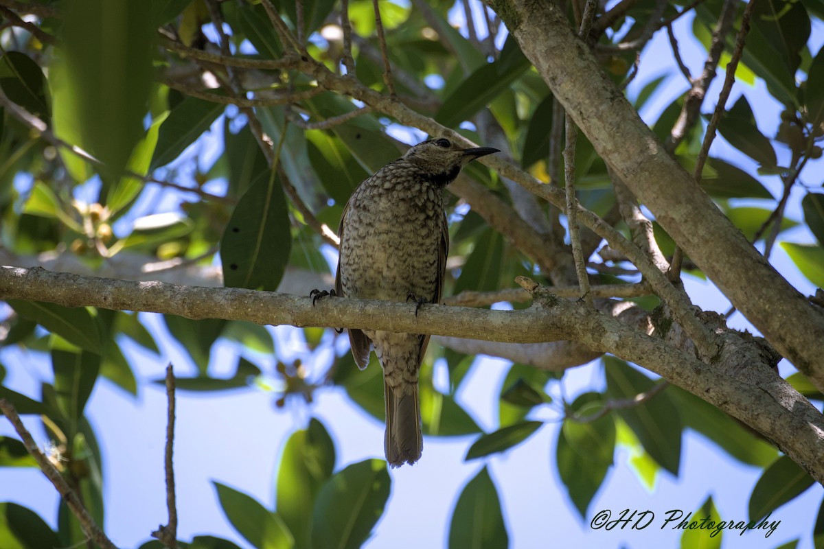 Regent Bowerbird - ML646680019