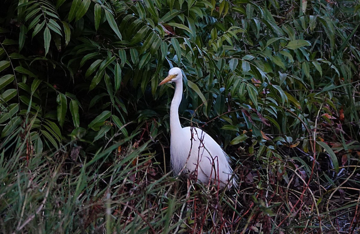 Plumed Egret - ML646680020