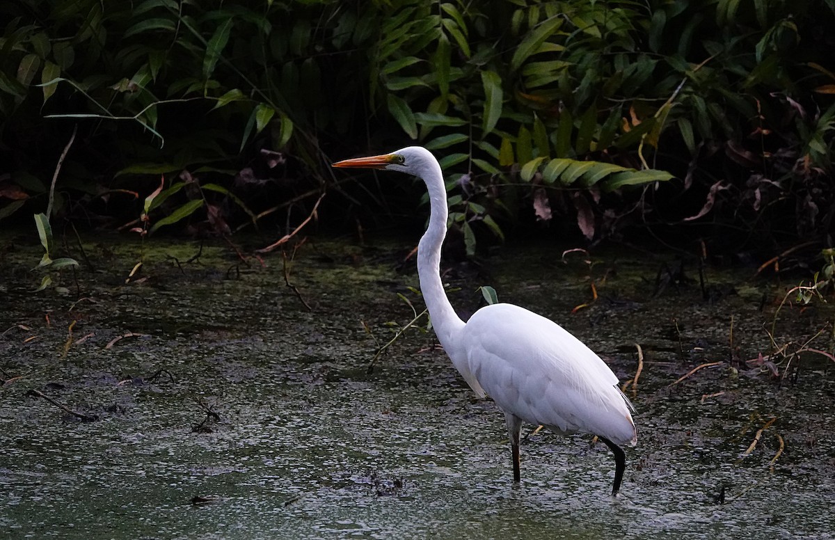 Great Egret (modesta) - ML646680021