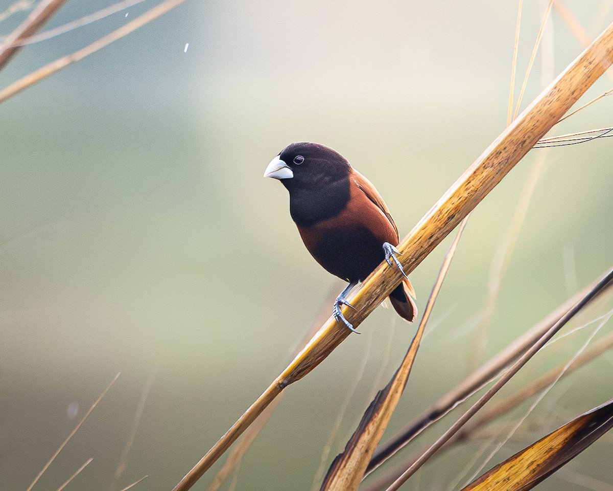 Chestnut Munia - ML646680022