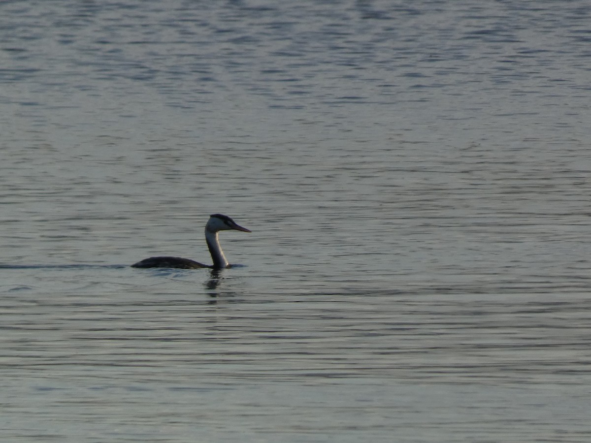 Great Crested Grebe - ML646680023