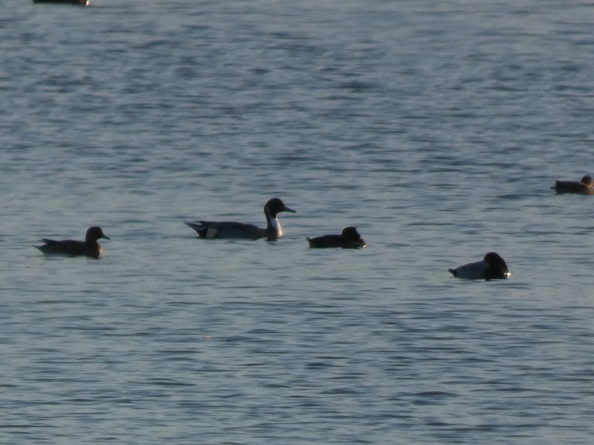Northern Pintail - ML646680026