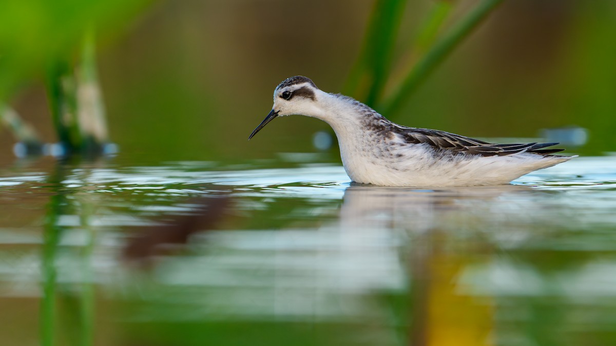 Red-necked Phalarope - ML646680028