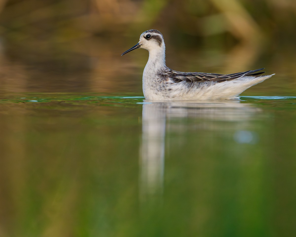 Red-necked Phalarope - ML646680029