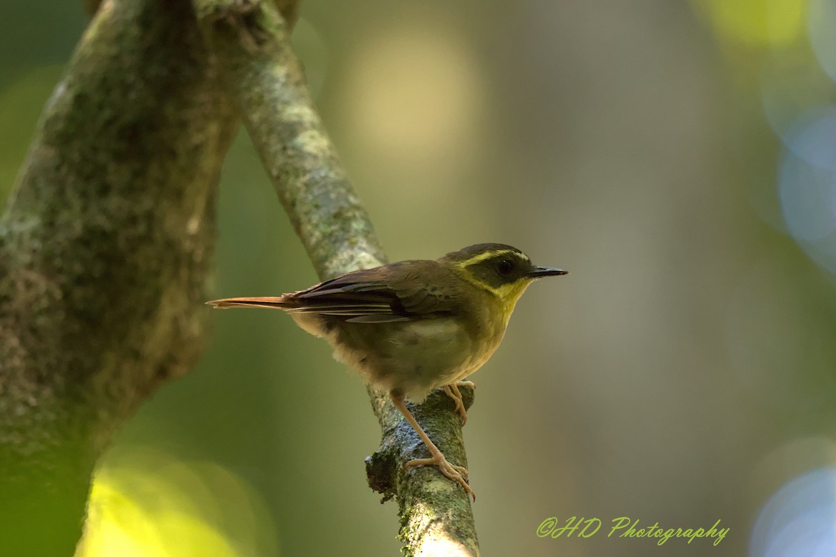 Yellow-throated Scrubwren - ML646680030