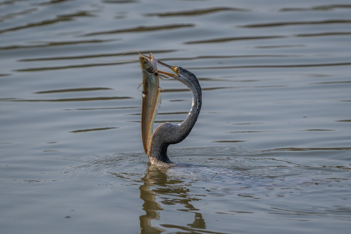 Oriental Darter - ML646680032