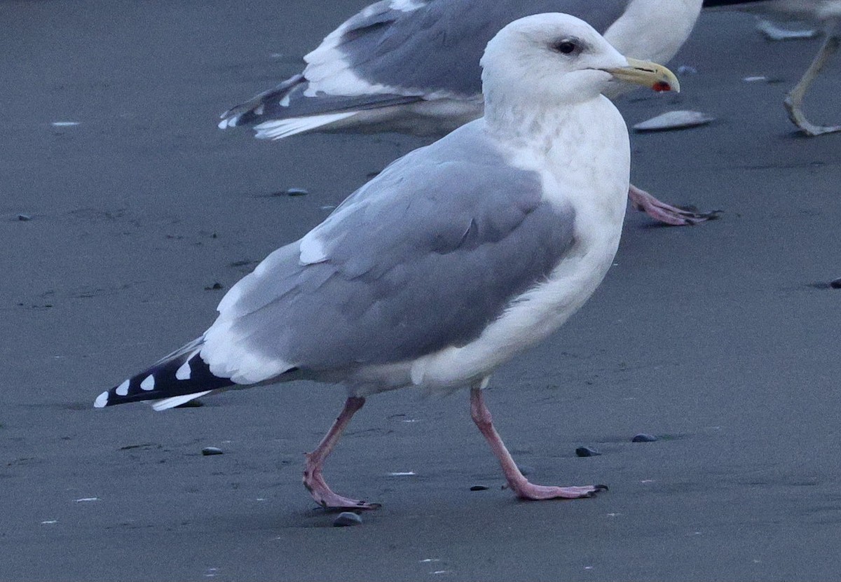 American Herring Gull - ML646680033