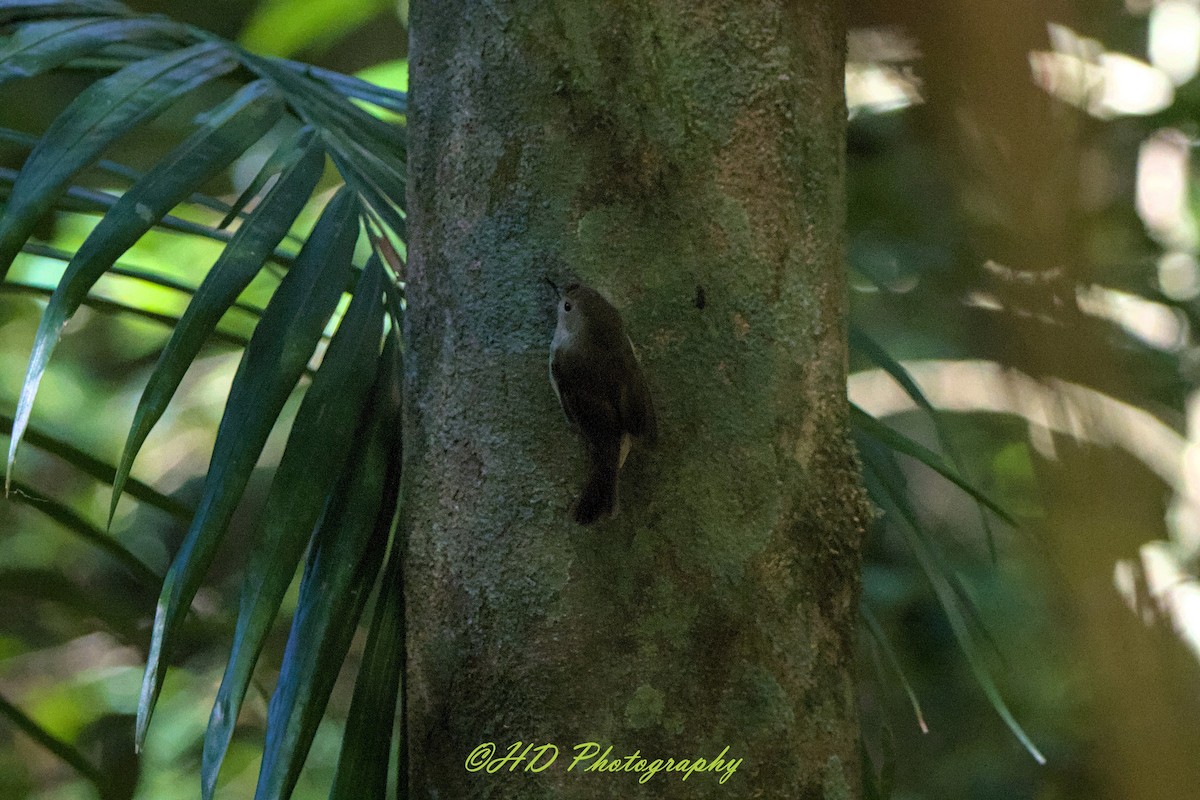 Large-billed Scrubwren - ML646680034
