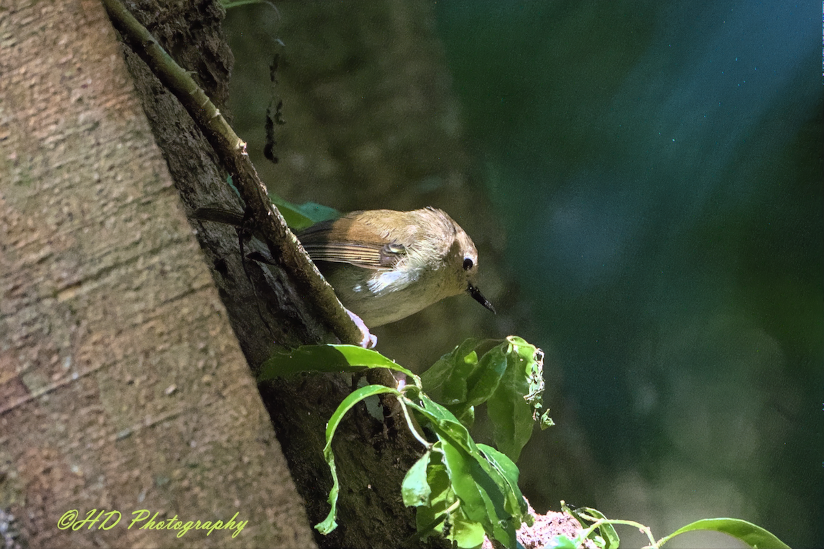 Large-billed Scrubwren - ML646680035