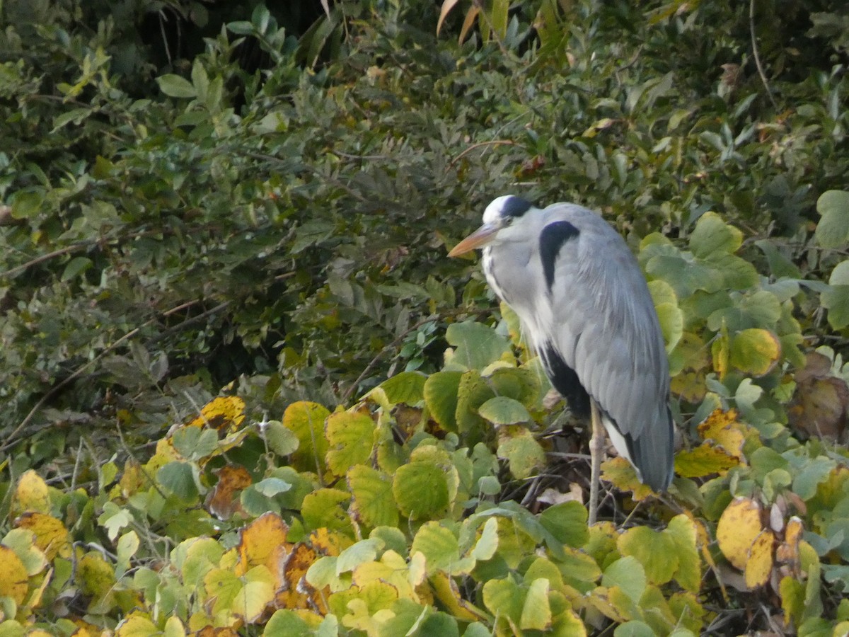 Gray Heron - ML646680037