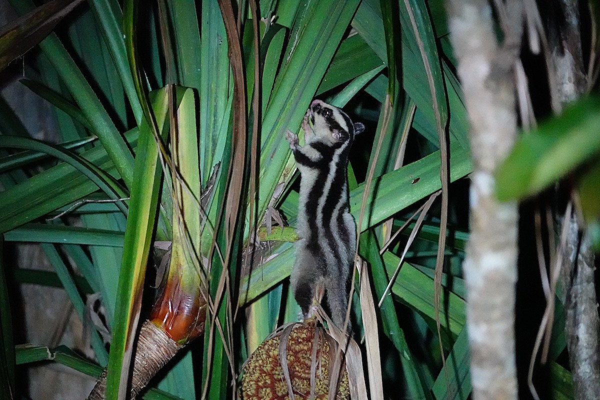 Großer Streifenbeutler - ML646680038