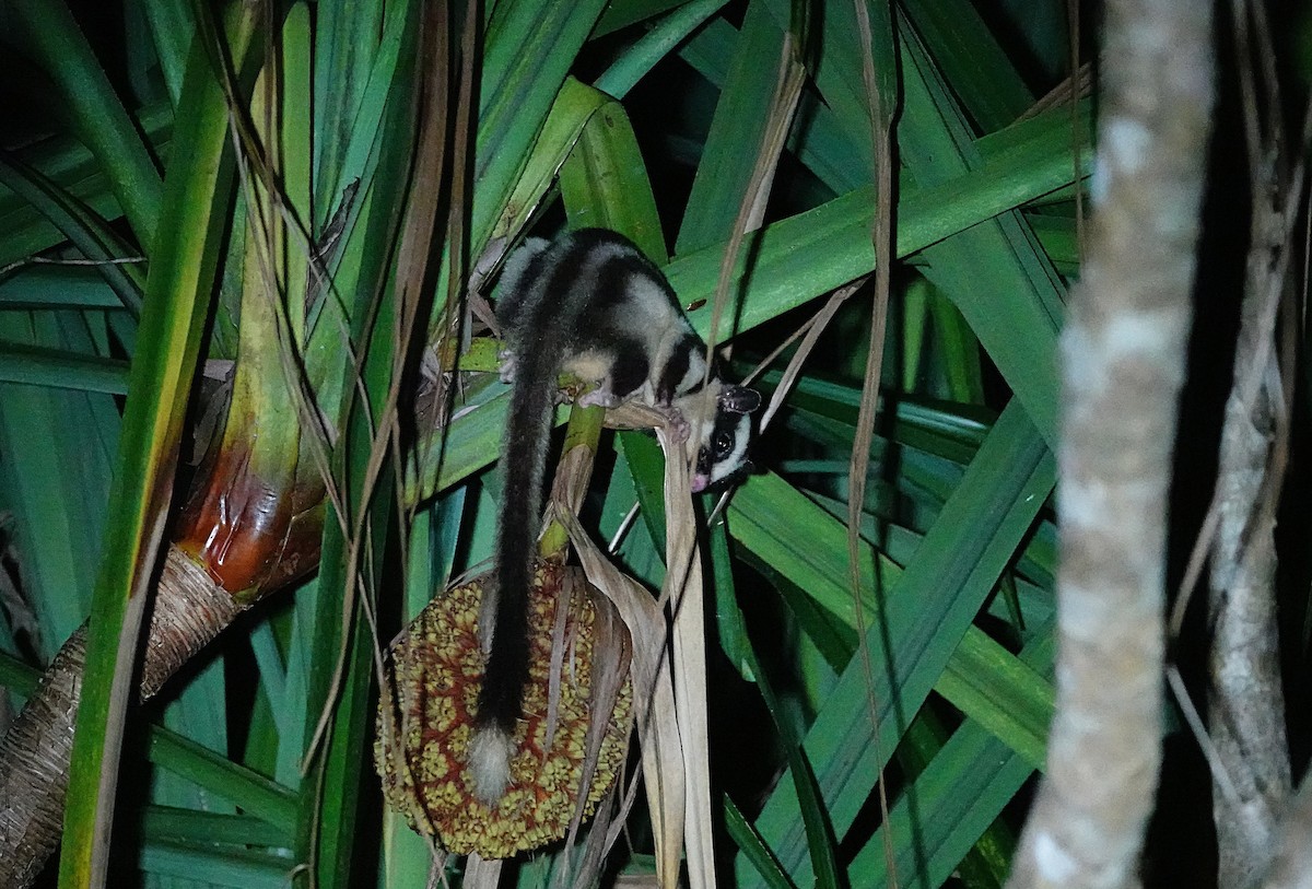 Großer Streifenbeutler - ML646680039