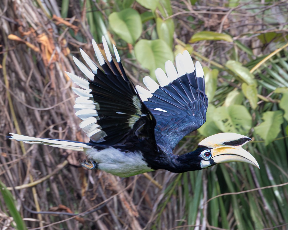 Oriental Pied-Hornbill - ML646680041