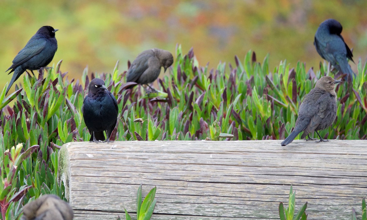 Brewer's Blackbird - ML646680042