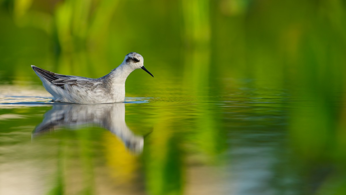Red-necked Phalarope - ML646680043