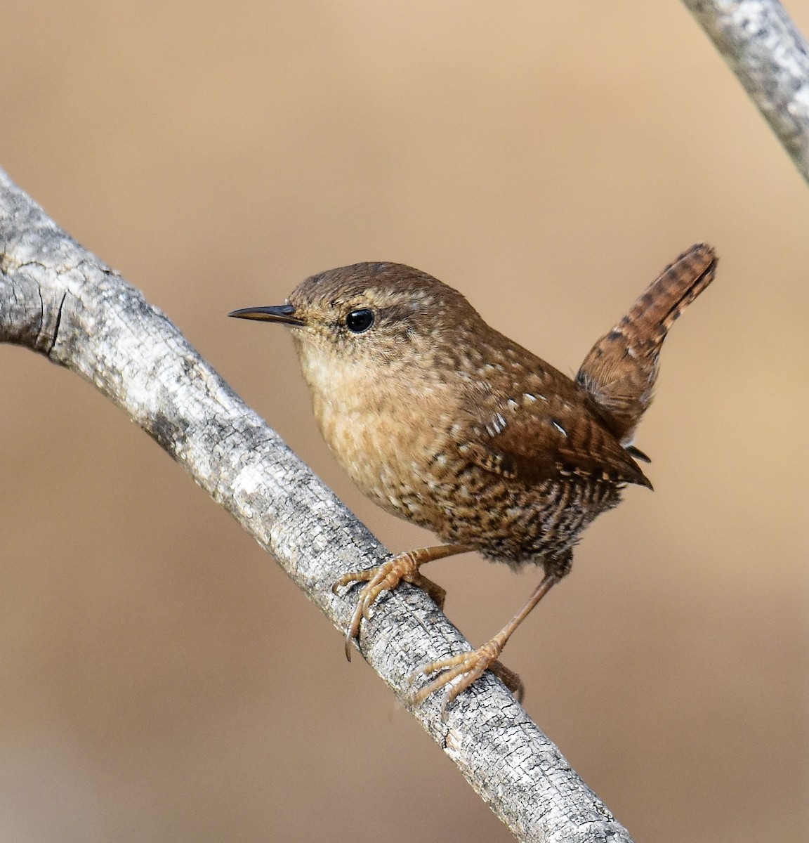 střízlík kanadský - ML646680044