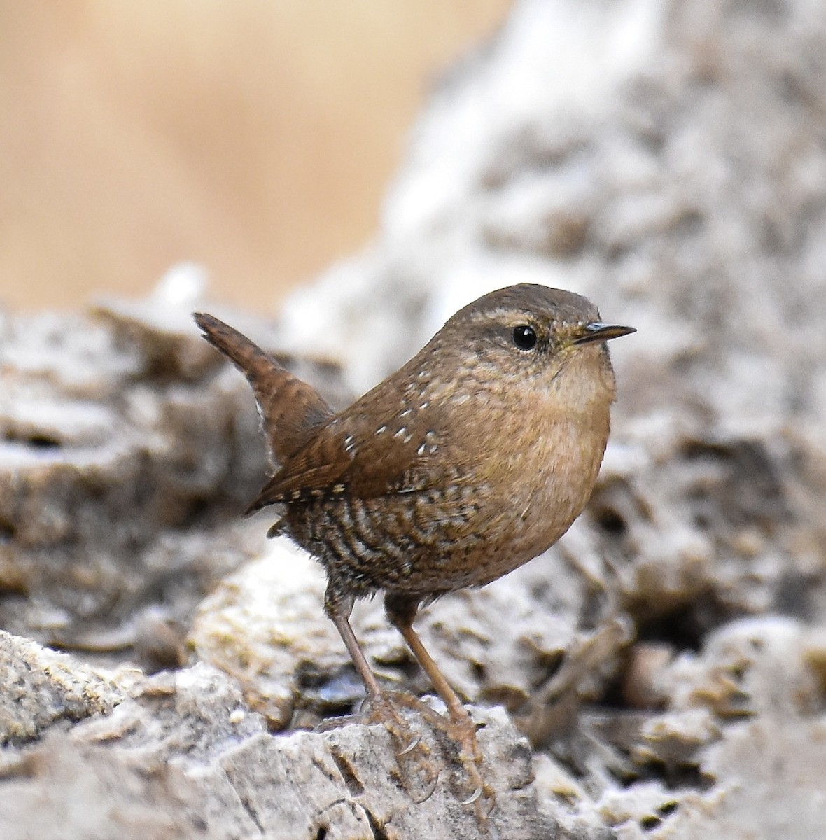 střízlík kanadský - ML646680045